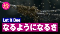 【映像】 スタジアムが神対応「LET IT BEE」 なるようになるさ