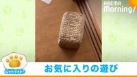 【映像】ひとりでに動いた!? カゴの中身の“可愛らしい”正体