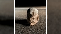 道路にジッと座る“居眠りフクロウ”