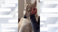 【映像】凛々しい大型犬が甘える様子
