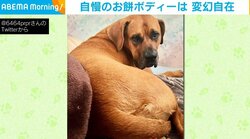 “変幻自在のお餅ボディ”を持つイヌが「キウイ」に変身！「おいしそ～！」と話題