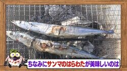 サンマのハラワタが美味しいのはなぜ？ 純粋に肝の味が楽しめる理由