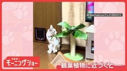 葉っぱを“ちょんちょん”するニャン　つついて…上を確認！　なぜ見上げるの？