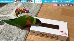「テンション高すぎw」ティッシュの空箱の周りで“大はしゃぎ”するインコに「わろたw w」「なんて愛おしい生き物」と反響