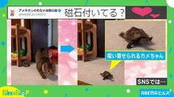 「磁石付いてる？」ネコを追いかける“カメのスピード”が「普通にウサギより速い！」「掃除機並みの吸引力」と話題