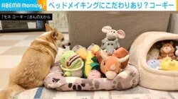 こだわり強すぎ！自分流の“ベッドメイキング”に勤しむコーギーにSNS悶絶