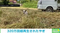 飼い主を見失いパニックの子ヤギ 見つけた瞬間に“駆け寄る姿”が「か、可愛すぎる」「萌えます」と反響