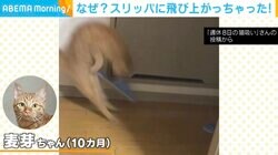 スリッパに驚く猫が珍リアクション 目を疑う跳躍力に「特撮かと思った」「未知との遭遇」反響続々