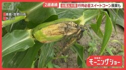 台風6号で農作物に深刻な影響　三重のブランド梅や徳島のスイートコーンが… 農家被害