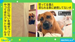 「ちがう、これじゃないワン…」愛犬のご飯につられた表情が愛らしい