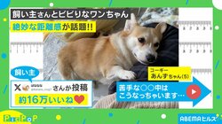 「一生乾かない」ドライヤーから“絶妙な距離”を保つ犬の姿が「意志の強さを感じます」「我が家もそうです 笑」と話題