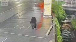 宇都宮に9日もクマ　小中学校は連日臨時休校　6日～8日で目撃情報40件超　通行止めも