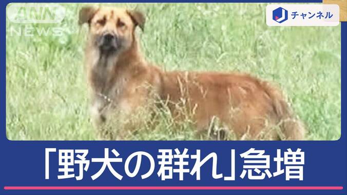 「野犬の群れ」取材中にも20匹超 茨城で“過去最多”急増なぜ 1枚目