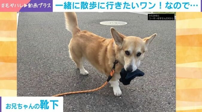 ゆずちゃん