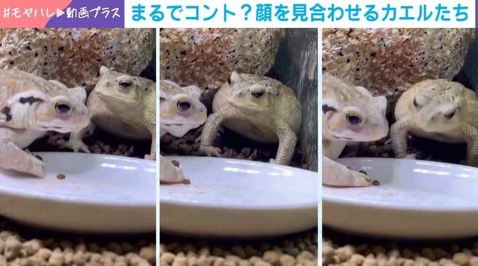 アズマヒキガエル