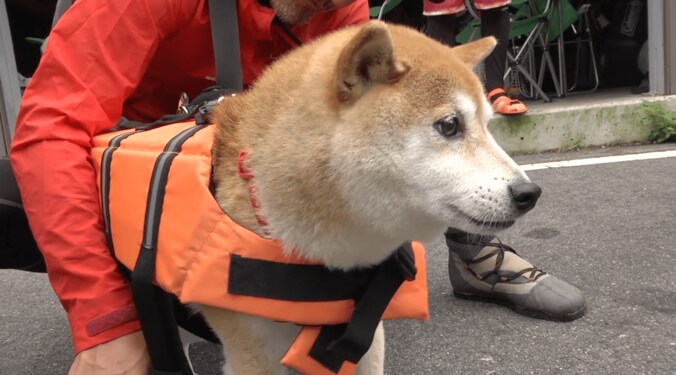 「感動だワン！」柴犬かぼすちゃん、 美しすぎる大自然の中でカヌー挑戦で 3枚目