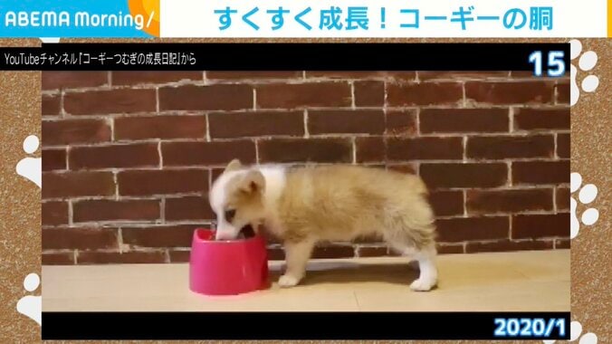 コーギーのつむぎちゃん