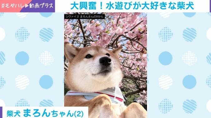 まろんちゃん