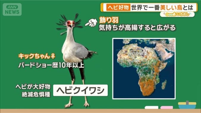 ヘビクイワシ