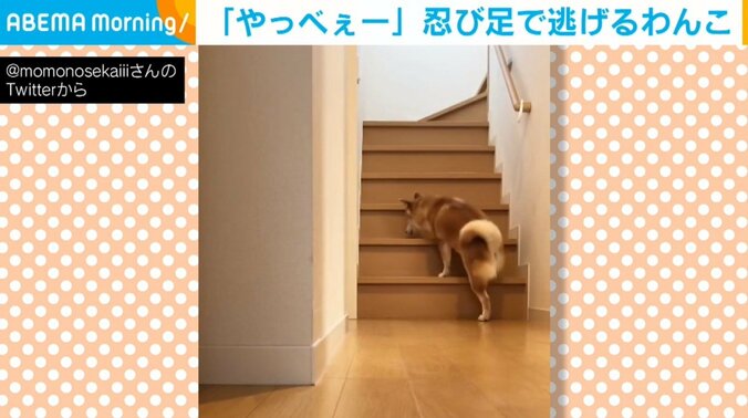 爪切りが嫌いな柴犬 そろりそろりと忍び足で逃げる姿に「頭の良い子だｗ」「立ち去るの可愛い」と爆笑の声 1枚目