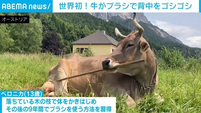 棒をくわえた牛