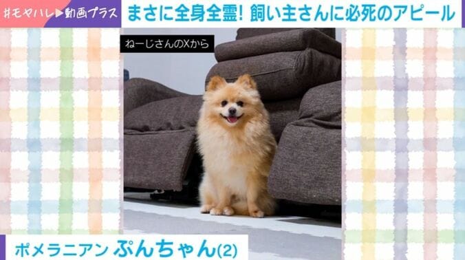ポメラニアンのぷんちゃん（2歳）