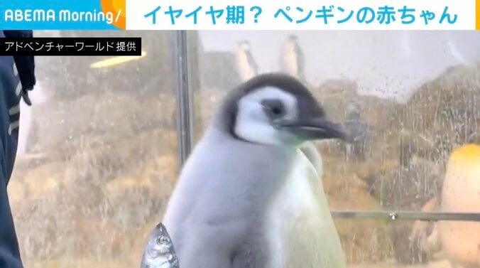 アドベンチャーワールド