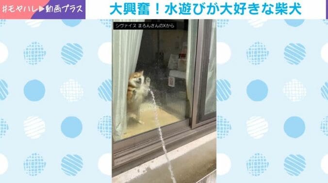 まろんちゃん
