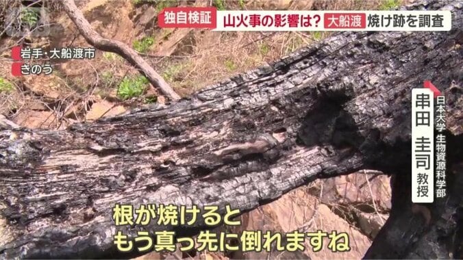山火事の影響を検証