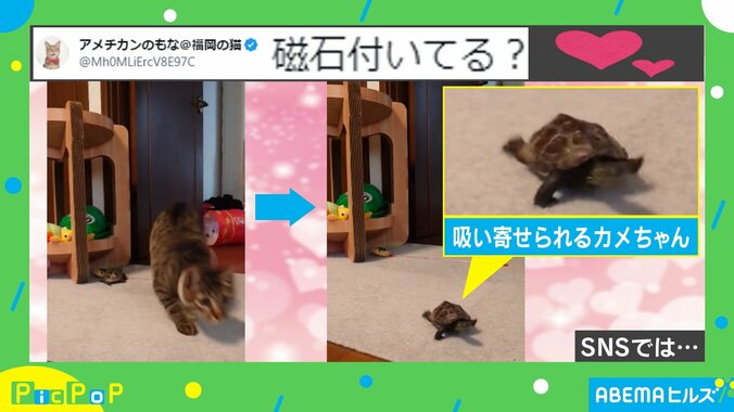 「磁石付いてる？」ネコを追いかける“カメのスピード”が「普通にウサギより速い！」「掃除機並みの吸引力」と話題 1枚目