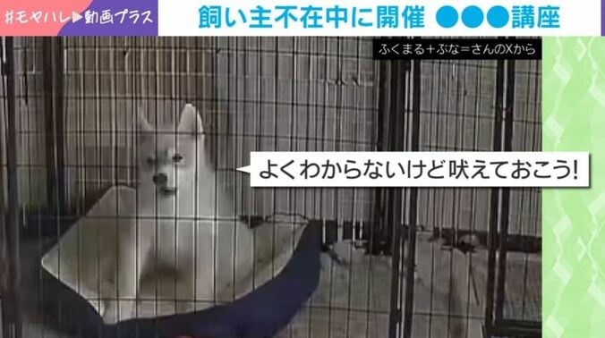 シベリアンハスキー