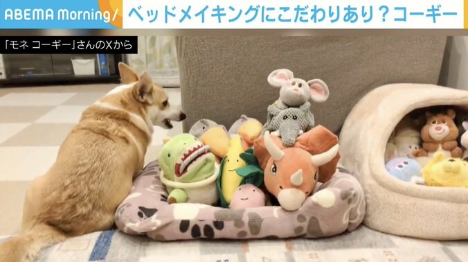 コーギーのモネちゃん