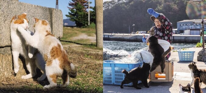 予測不能な愛くるしい姿 笑撃のネコ写真集『これネコ　それネコ？』が3月5日発売 5枚目