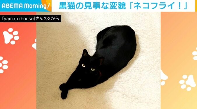 黒猫のヤマトちゃん