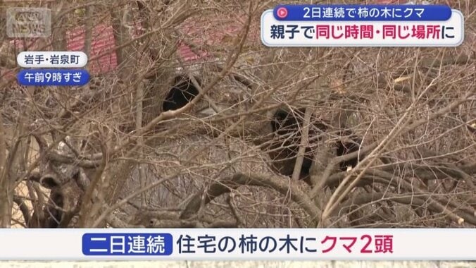 2日連続で柿の木に親子グマ