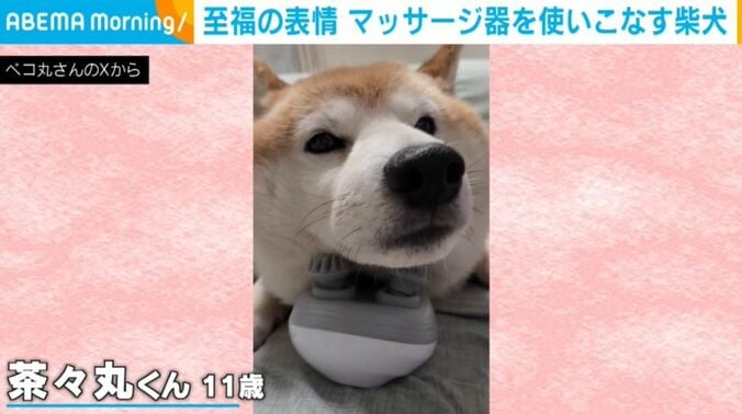 柴犬の茶々丸くん