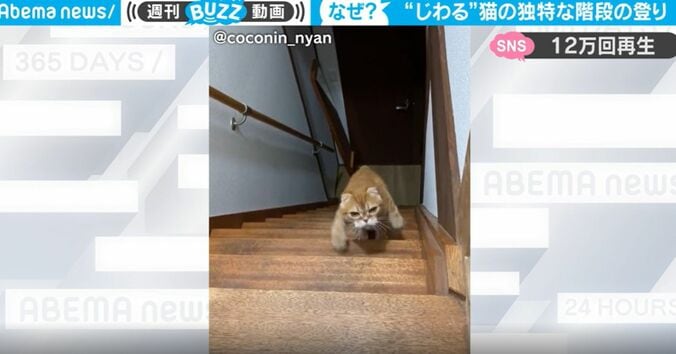 「ねこバスかな？」 階段を無表情で登ってくる猫の“独特すぎる動き”が面白いと話題に 中毒性が高い動画に大反響 1枚目