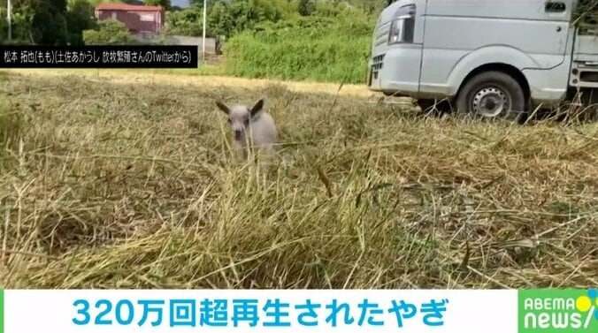 飼い主を見失いパニックの子ヤギ 見つけた瞬間に“駆け寄る姿”が「か、可愛すぎる」「萌えます」と反響 1枚目