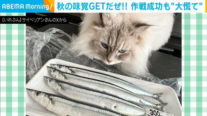 サンマを見つめる猫