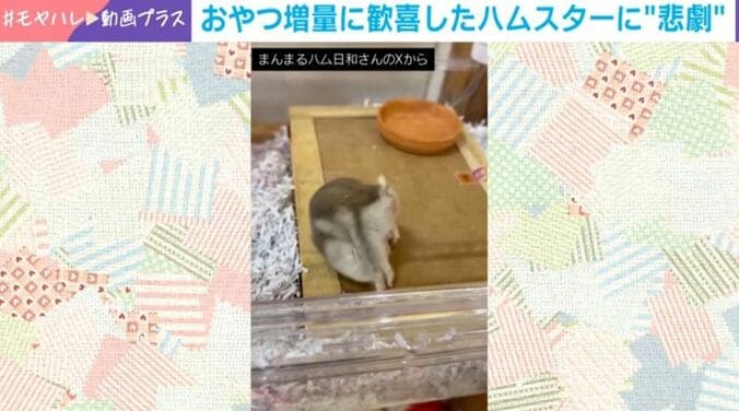 ハムスターのはむきちくん