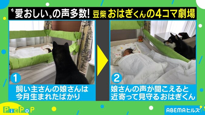 「なかなか見事な4コマ」赤ちゃんに近づきたくて…子守を頑張る豆柴に起きたまさかの展開 2枚目