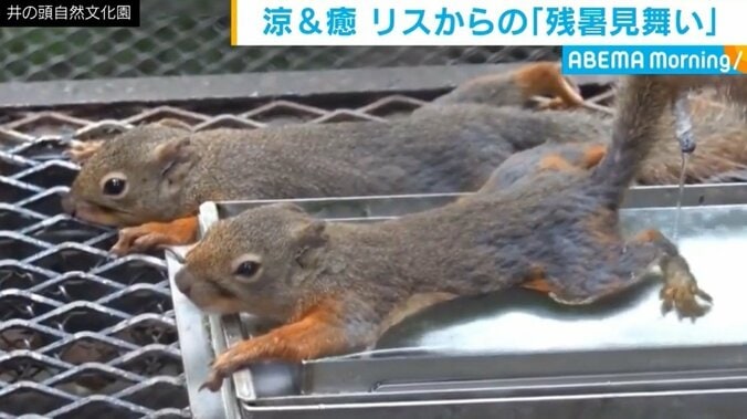 おなかを水に浸け“のび～る”リス 動物園が公開した動画に反響 1枚目