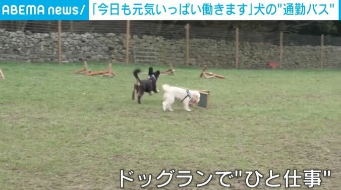 走る犬たち