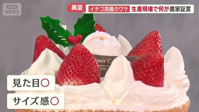 見た目やサイズ感