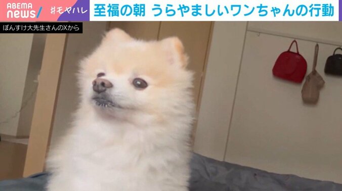 ポメラニアンのレオナルド・ポコ丸くん