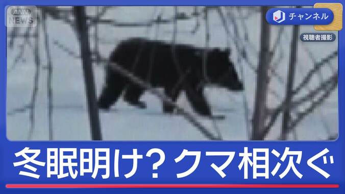 もう冬眠明けた？早くもクマ出没相次ぐ 1枚目