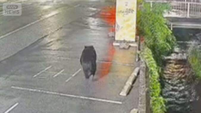 宇都宮に9日もクマ　小中学校は連日臨時休校　6日～8日で目撃情報40件超　通行止めも 1枚目
