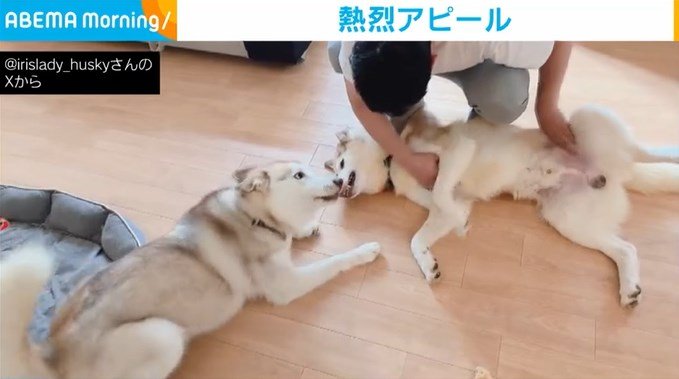 “甘えん坊犬”の熱烈アピール