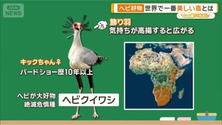 ヘビクイワシ