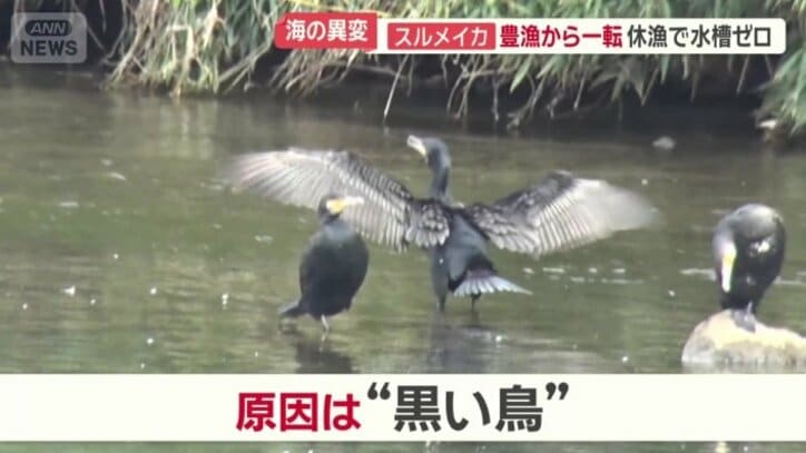 原因は“黒い鳥”